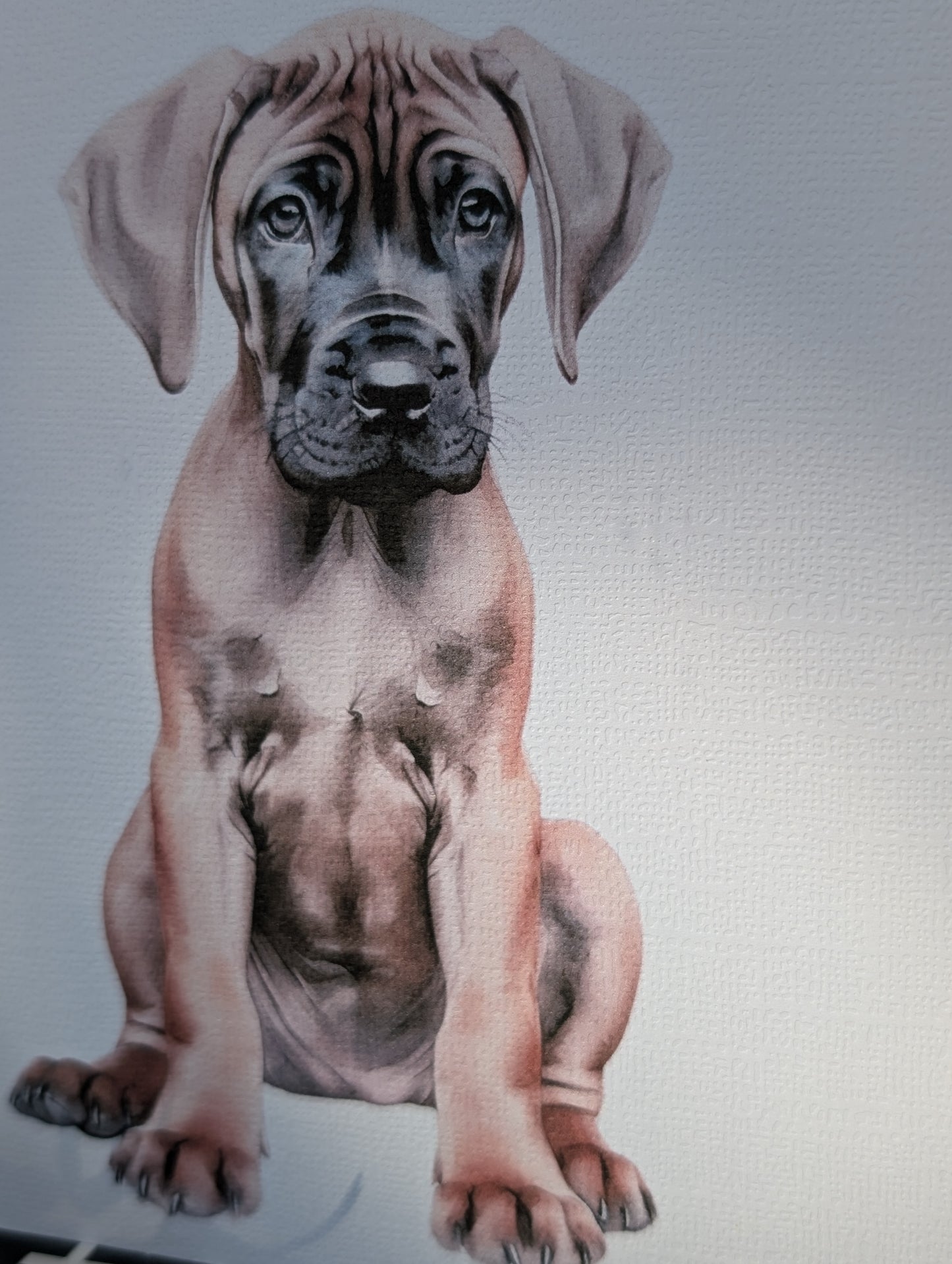 6 x 6 inch white linen effect greeting card, printed with watercolour style image of Great Dane Puppy
