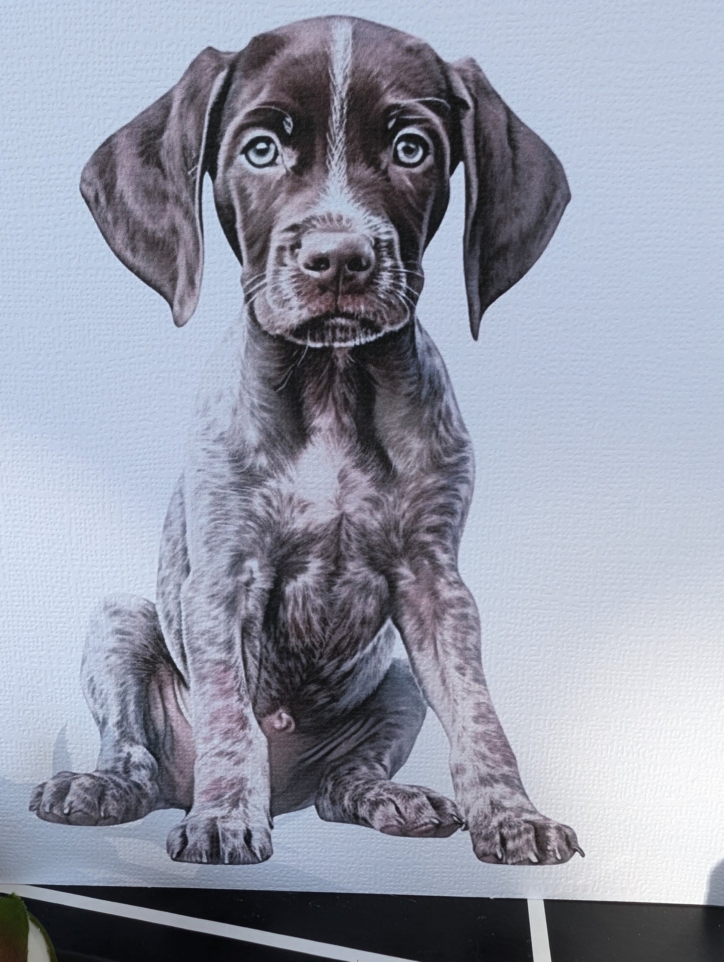 Close up view German Short Haired Pointer Puppy birthday card - watercolour style image printed on 300gsm white linen effect card.