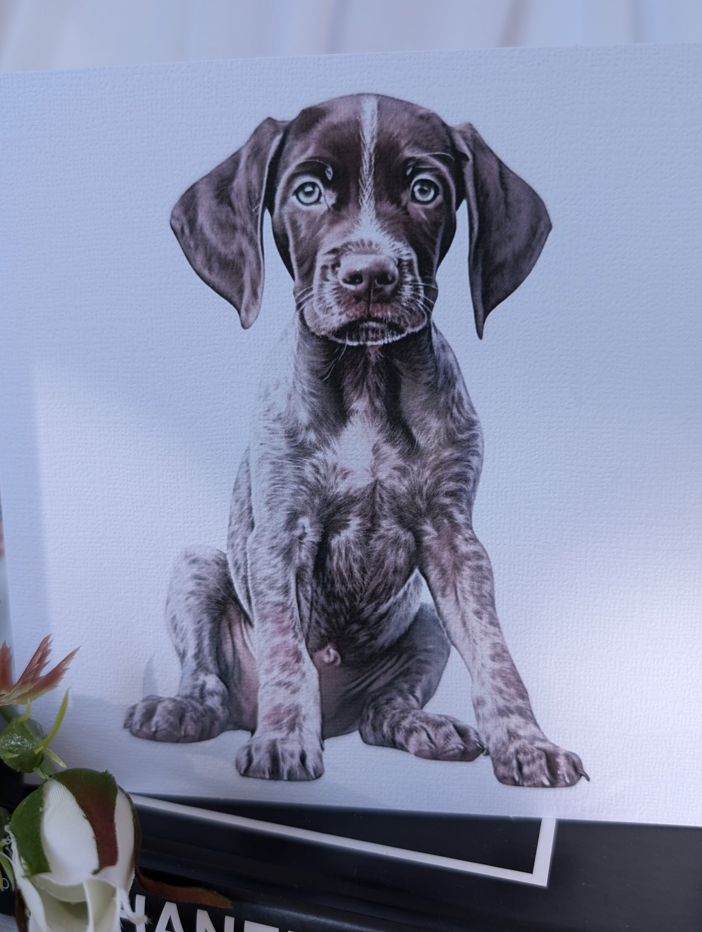 Dog Birthday Card with German Short Haired Pointer Puppy watercolour style image printed on 300gsm white linen effect card.