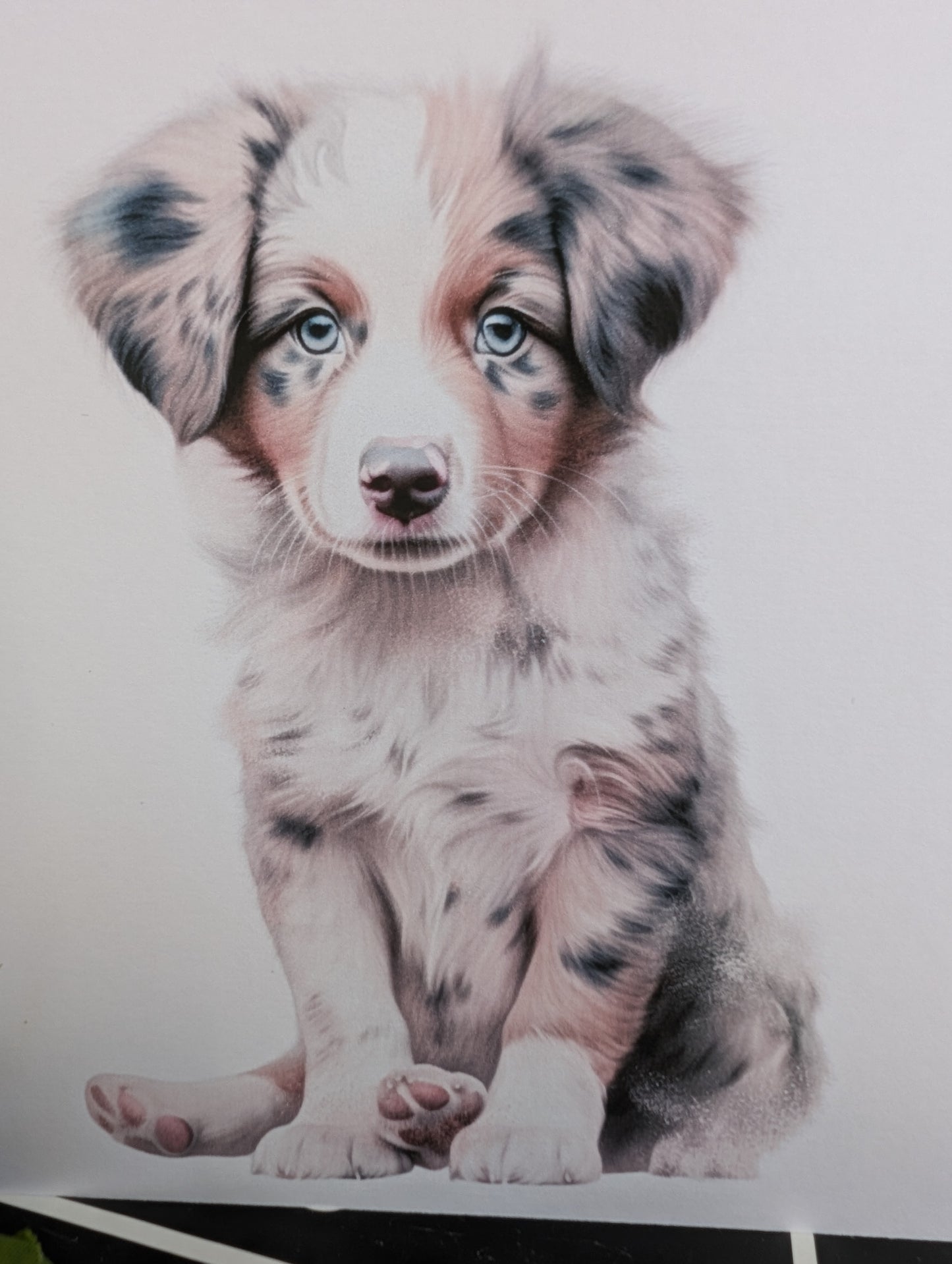 Detailed close up of Australian Shepherd Puppy dog card.  watercolour style printed on 300gsm linen effect white card measuring 6x6 inch square