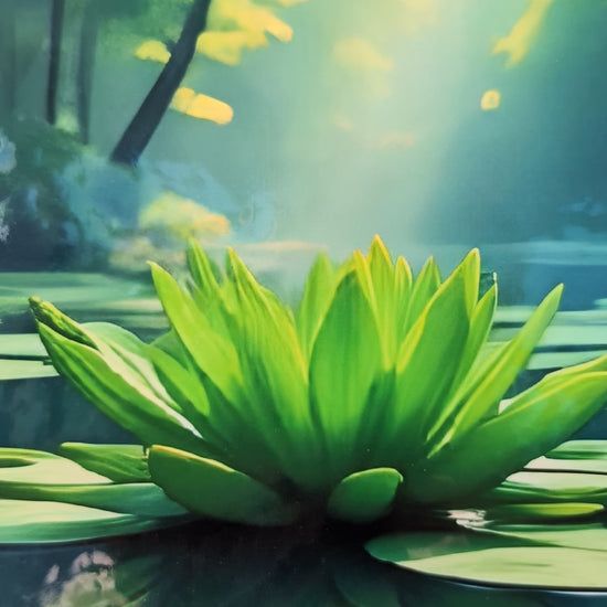 video of frog on a lilypad notebook
